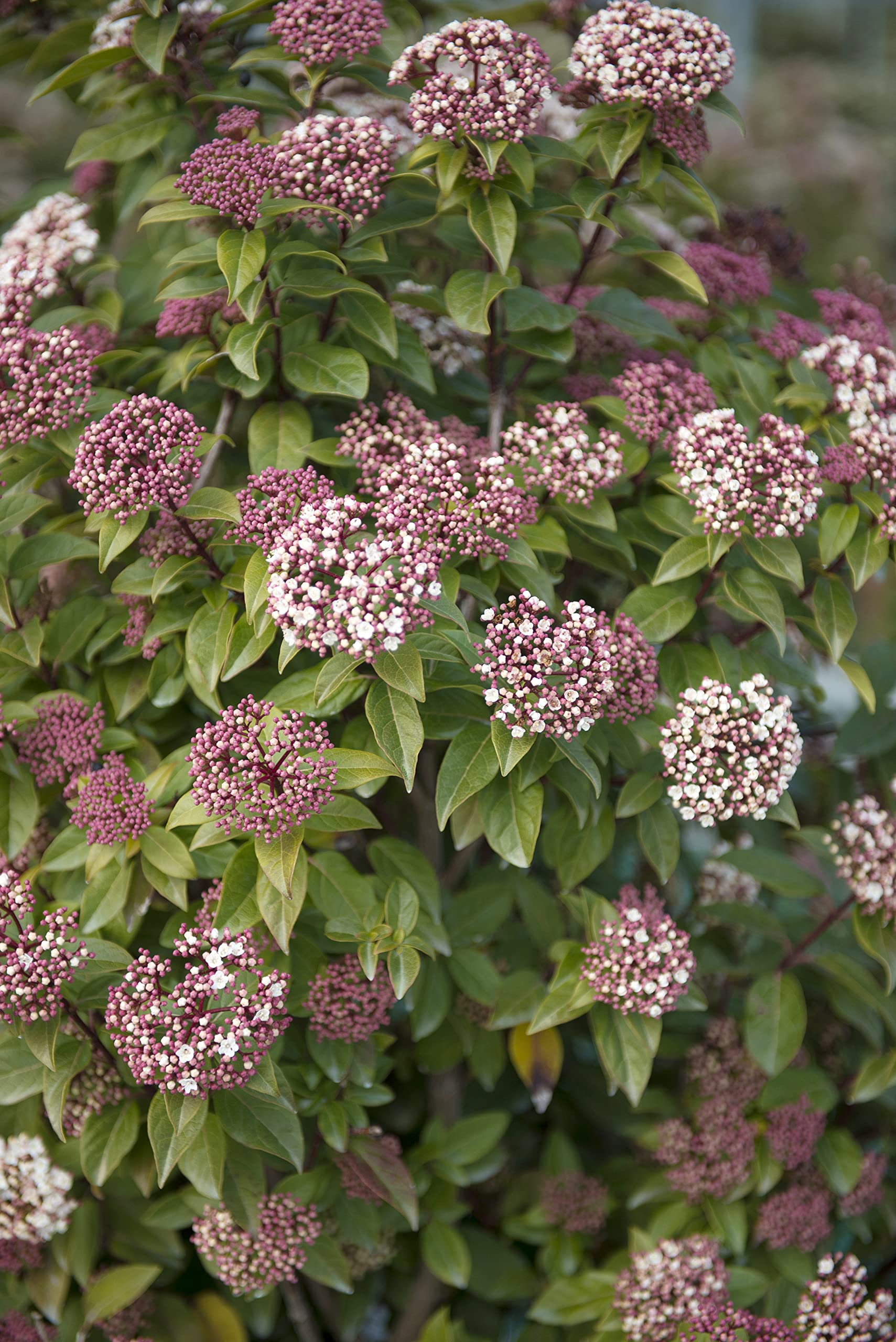 Vannucci Piante - Viburnum Eve Price, Mini alberetto, Lentaggine Eve Price, Viburno, Pianta vera in vaso, Pianta da terrazzo