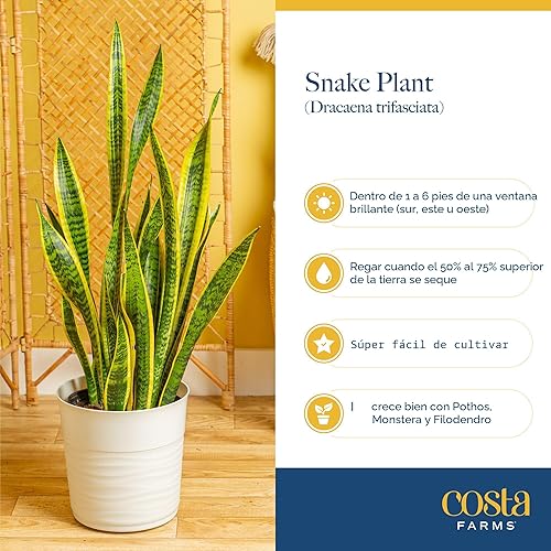 Miniatura 6 de Costa Farms Planta Serpiente, Planta Viva Lengua de Suegra en Maceta Decorativa, Planta Suculenta de Interior Grande y Fácil de Mantener para Casa