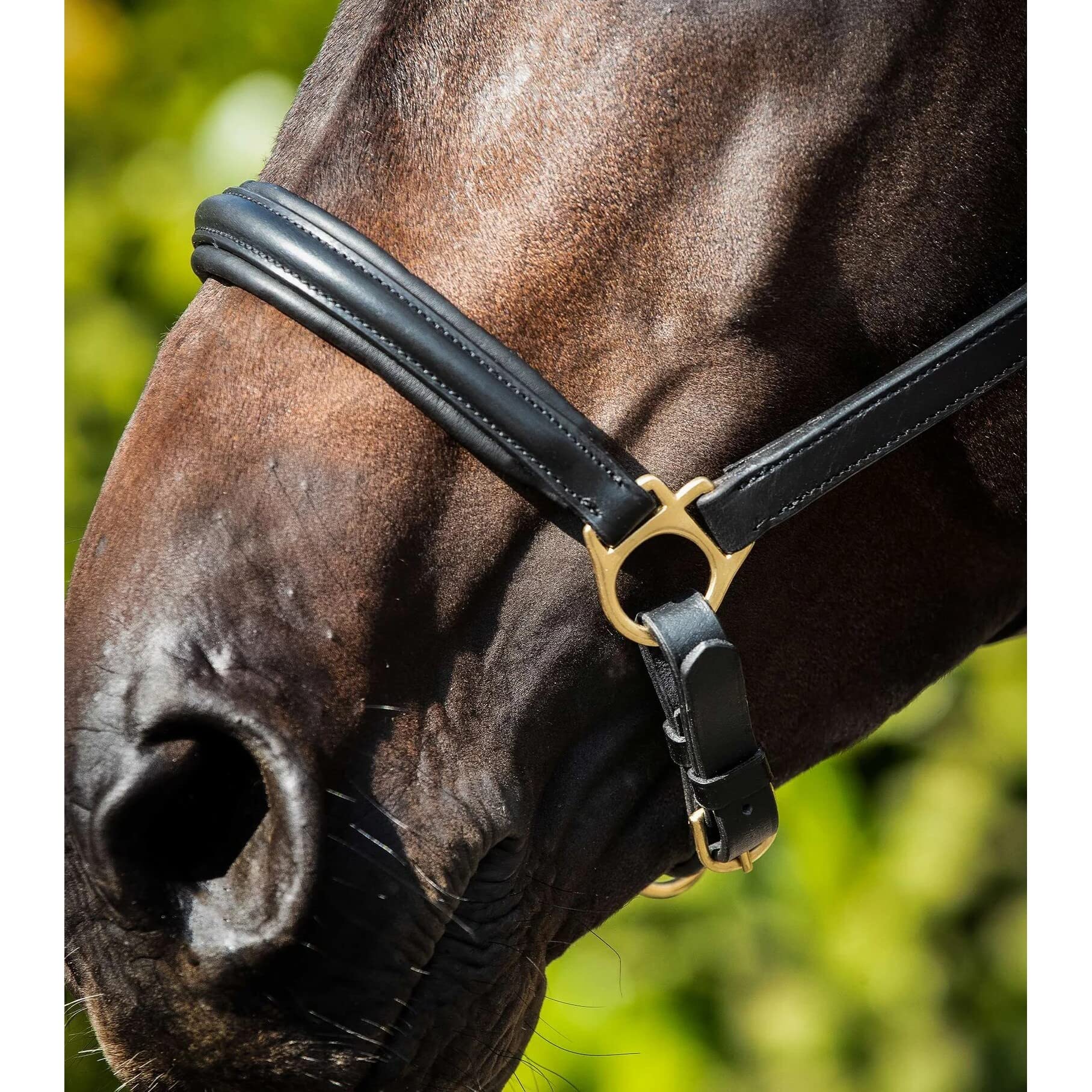 Premier Equine Cavezza per Cavalli Imbottita in Pelle