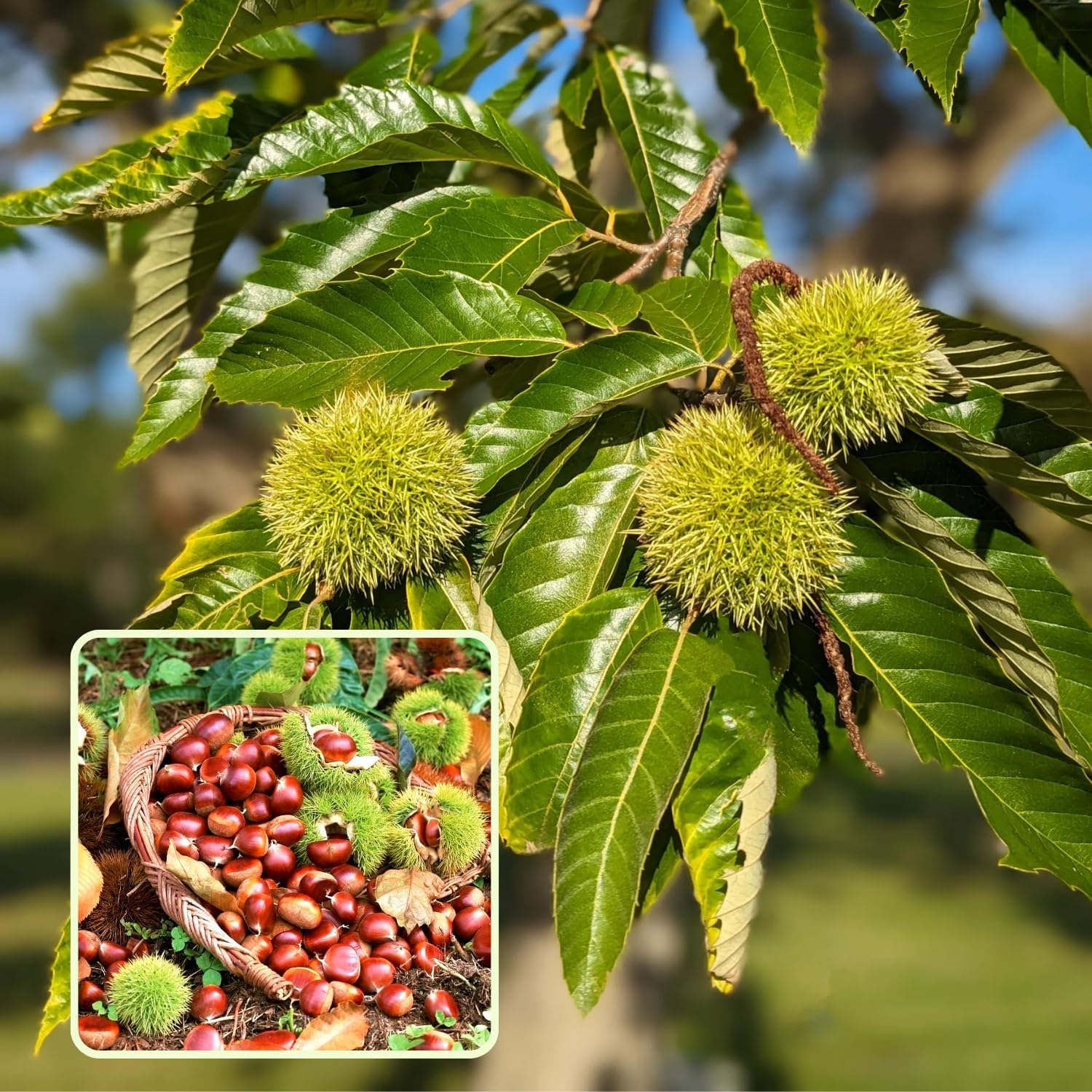 Live Chestnut Tree, 1 Year Old Chestnut Tree 1-2 Feet Tall, Fast-Growing, Hardy, Winter Dormant, Garden Growing
