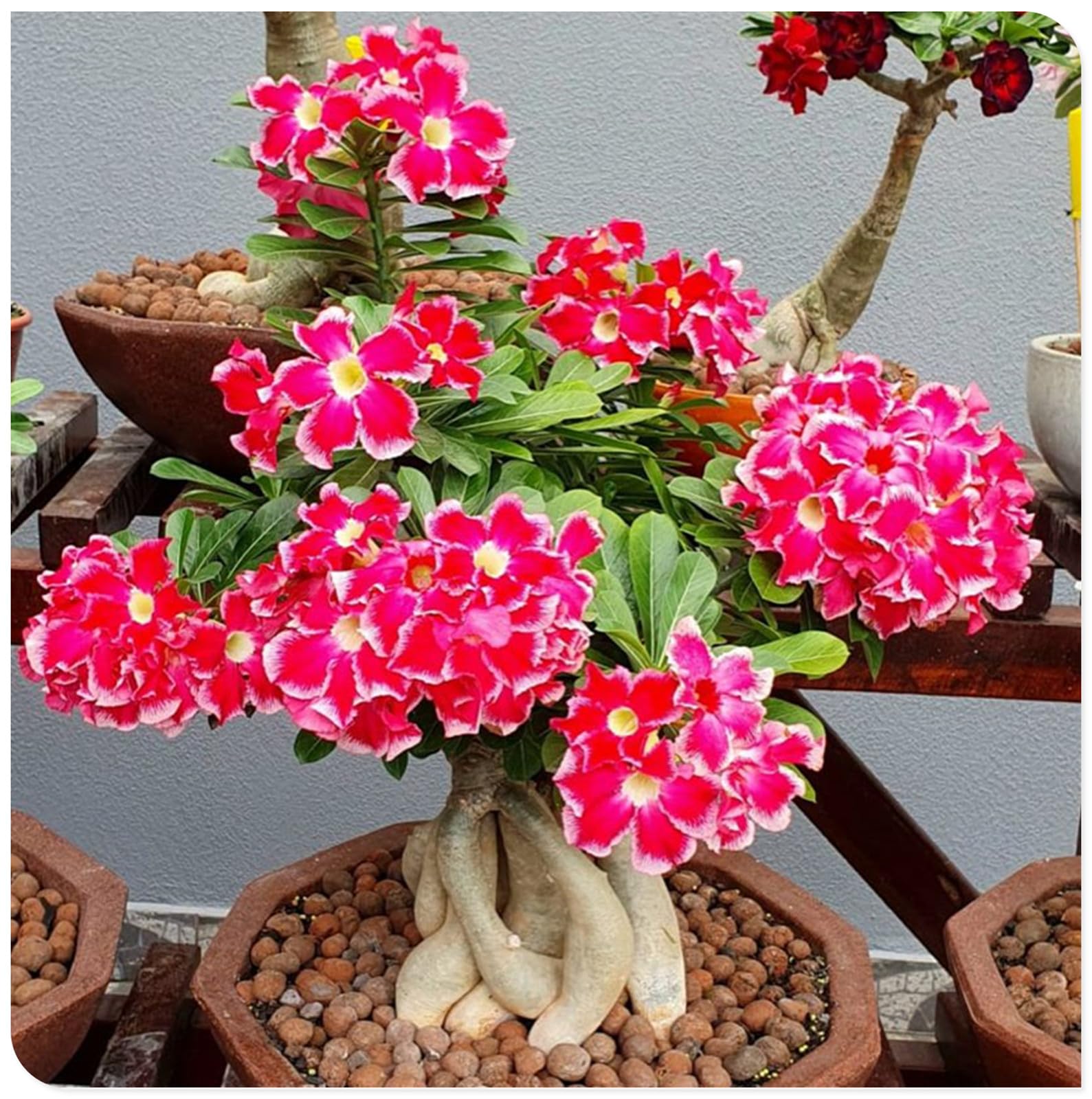 Sottile-Rizoma di rosa del deserto -Robusta-Rosa del Deserto Rara-Compatta-Naturale-Elegante-4 Bulbi-E