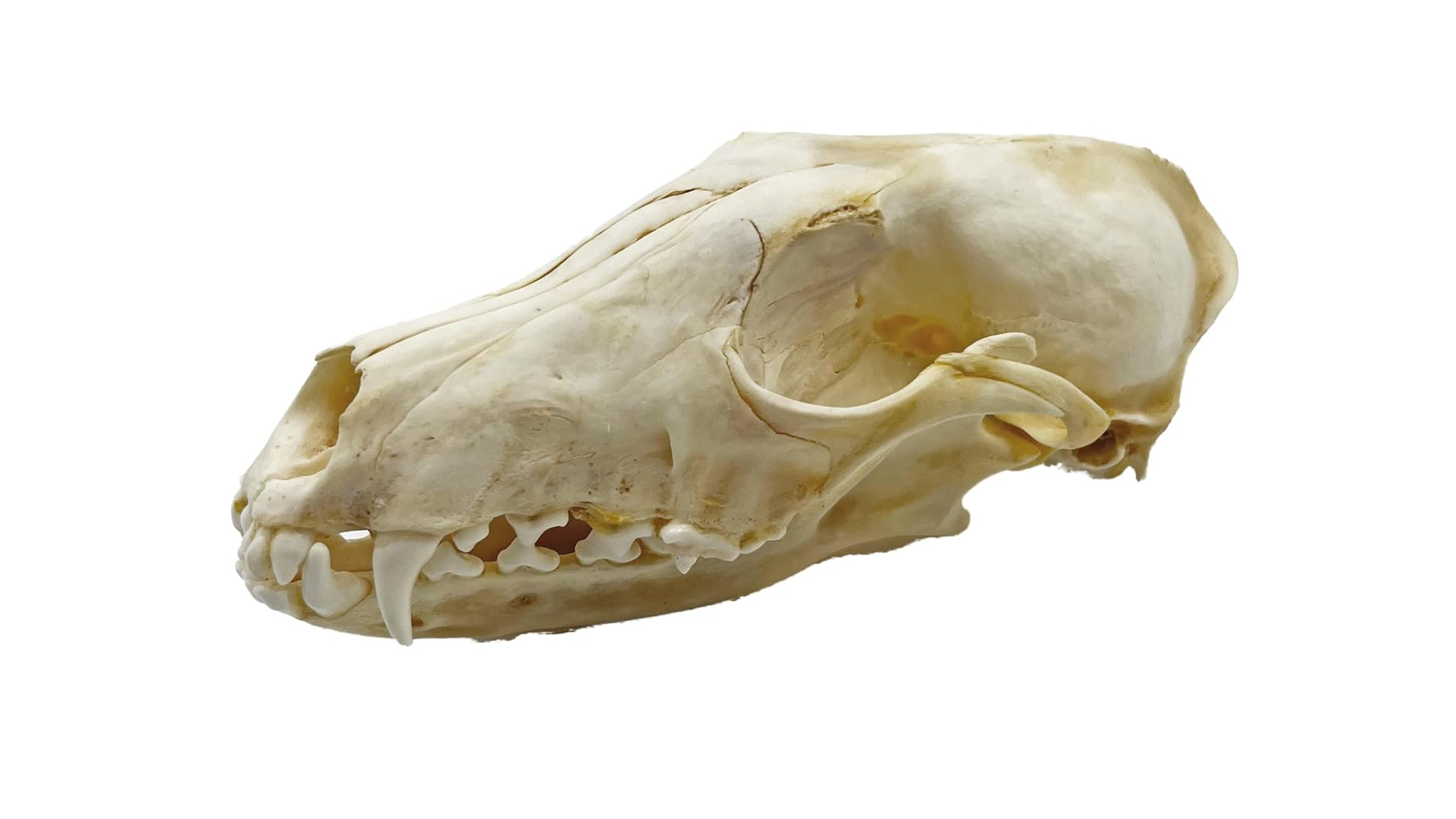 Image of Taxidermy Real Animals Skull Decor - Model Animals Bones Specimen,Taxidermy Supplies for Science Education,Collection (Dog)