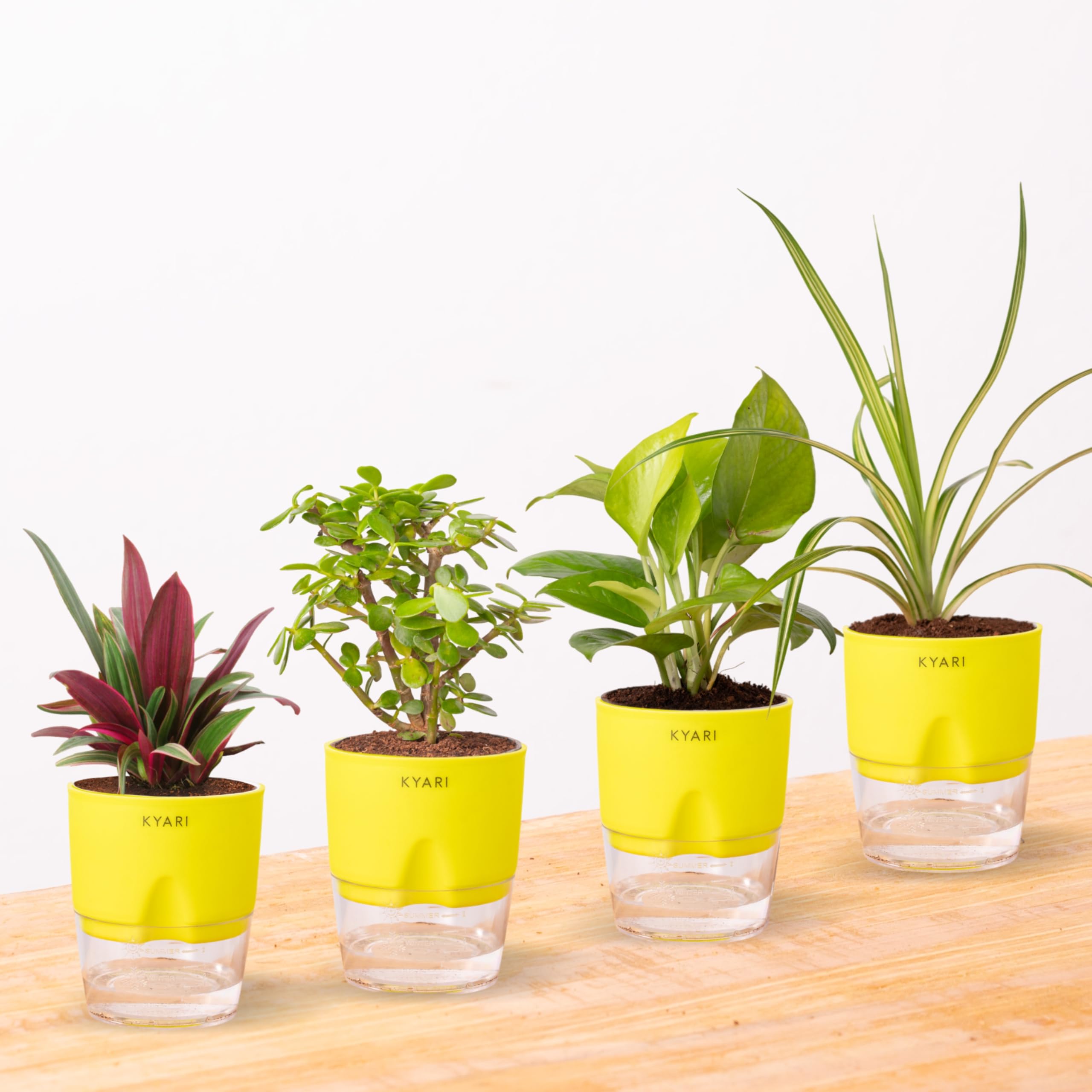 Sponsored Ad - KYARI Jade Plant, Spider Plant, Oyster Plant, Golden Money Combo of 4 Indoor Plants for Living Room | Live Plants | Plants with Green Self Watering Pot for Home | Air purifier plants for Home Decor