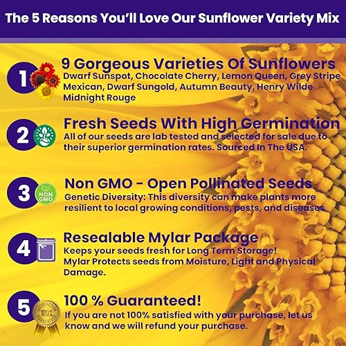 Miniatura 6 de NatureZ Edge Más de 5200 semillas de girasol para plantar paquete variado a granel, obtén más semillas de girasol para plantar, desde girasoles