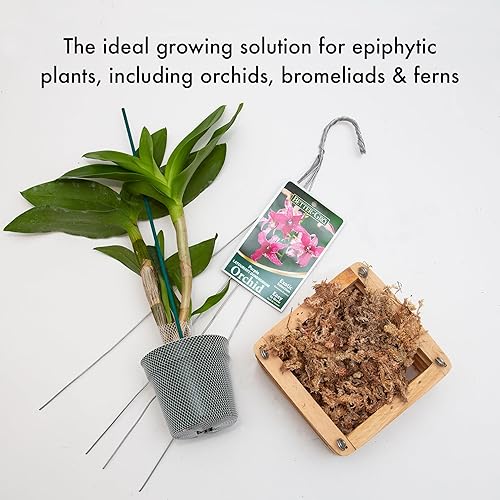 Miniatura 3 de Sun Bulb 52720 Better GRO Cesta cuadrada de cedro, 8"