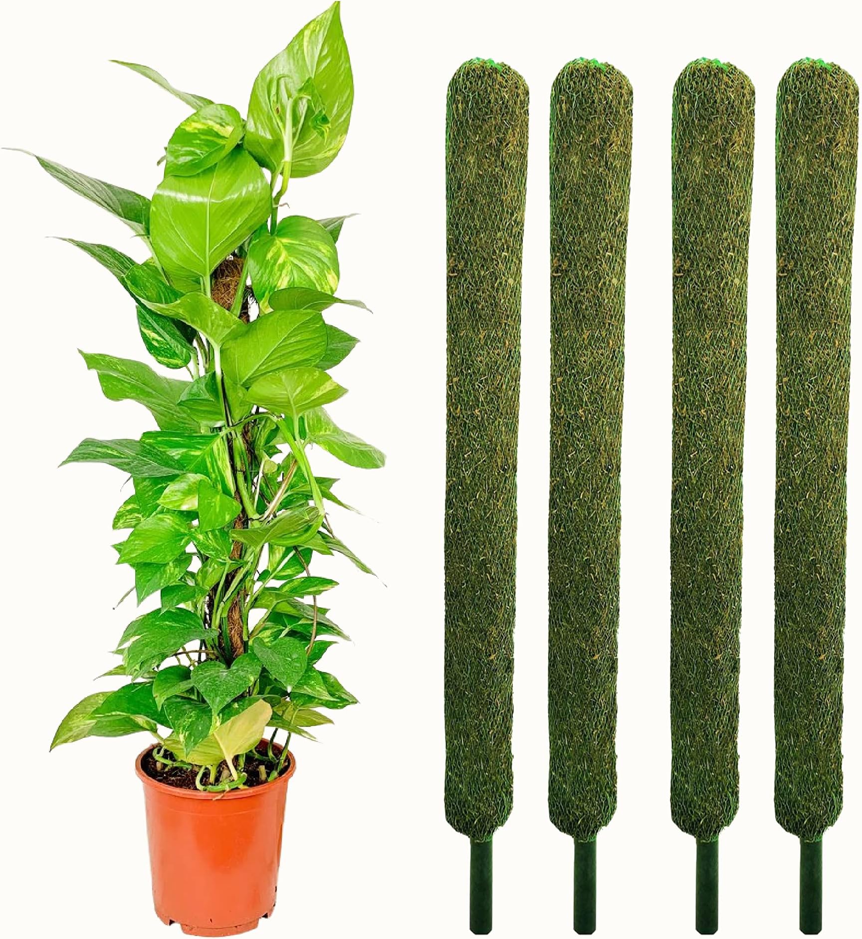 Leafy Tales Plant Support Moss Stick- Green Grass Pole for Plants Support, Support Stick for Money Plant, Climbing Indoor Plants(3 ft, Set of 4)