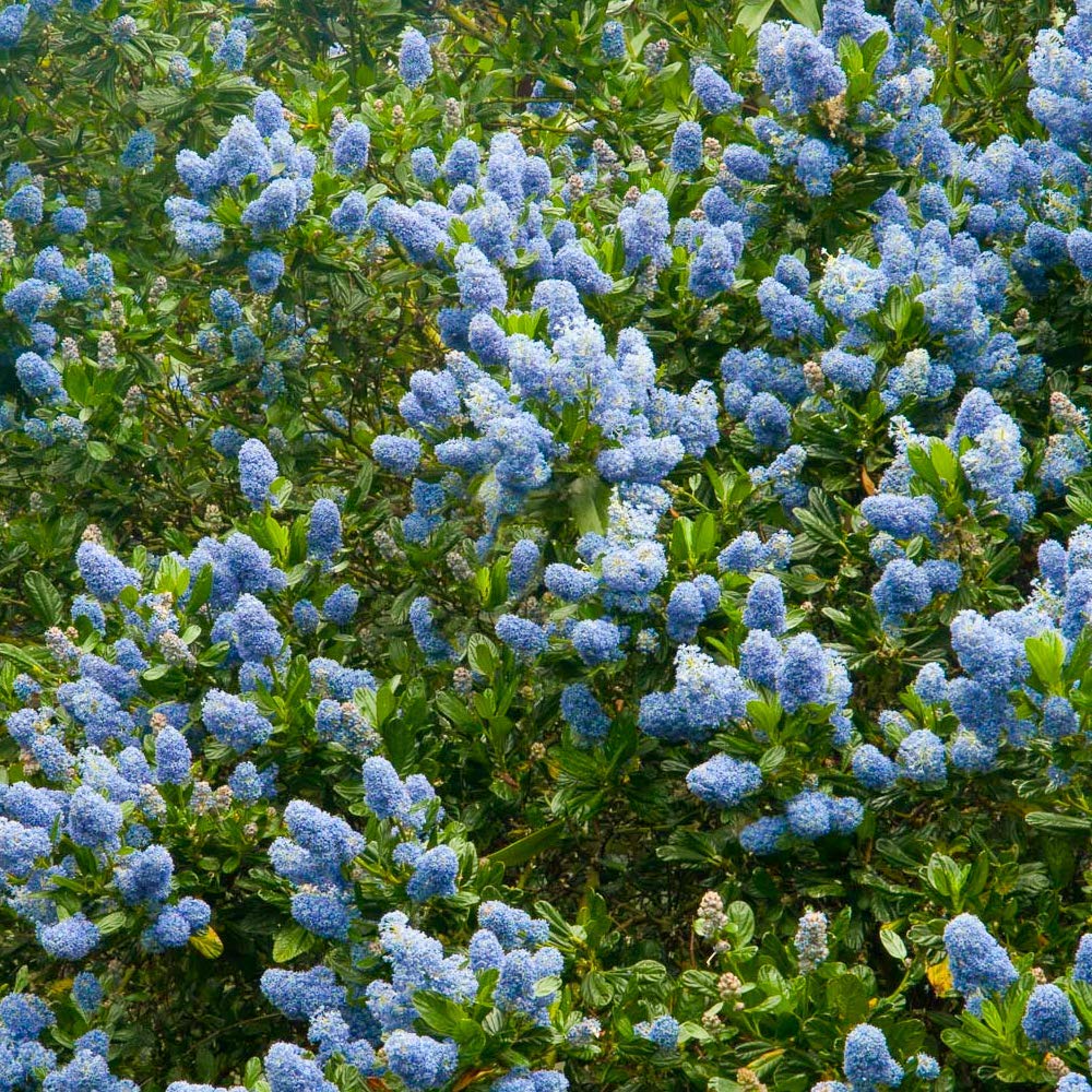 Ceanothus Victoria Californian Lilac Evergreen Outdoor Garden Shrub Plant in Pot (3 Litre Pot, 30-50cm)