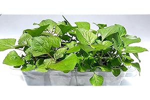 Spilanthes Flower Plant (Buzz Button- Acmella oleracea) Grow Kit: Open/Water/Enjoy