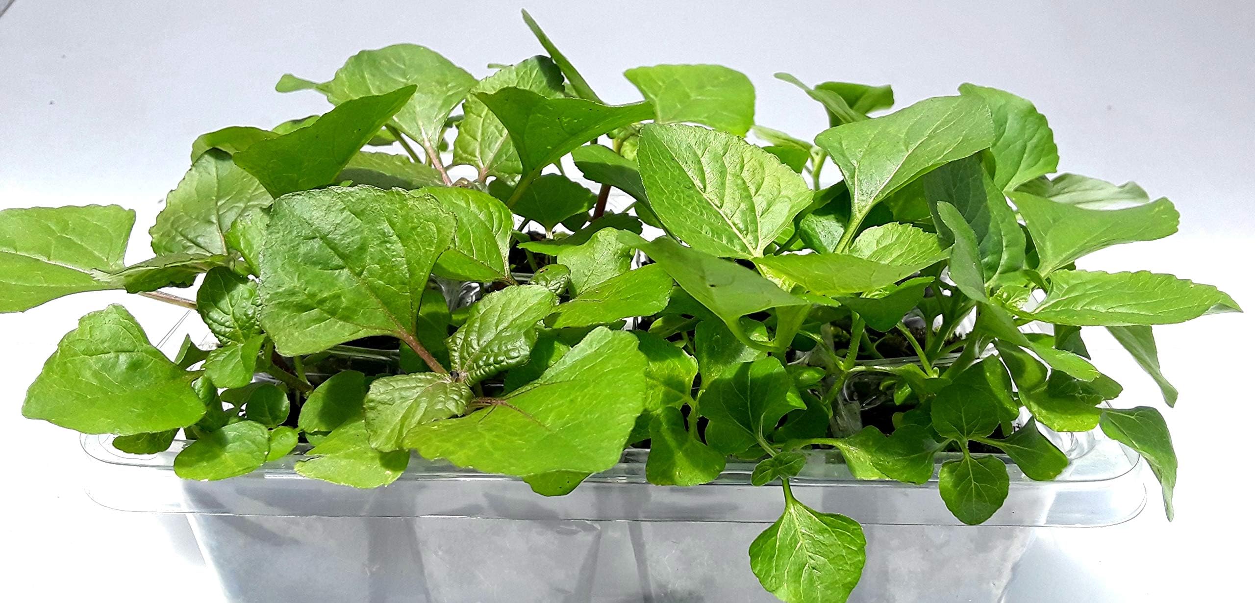 Spilanthes 'Buzz Buttons' Grow Kit | Acmella oleracea Seeds & Organic Soil | Grow The Electric Daisy | Fun & Unique Gift for Gardeners | Easy Indoor/Outdoor Planting