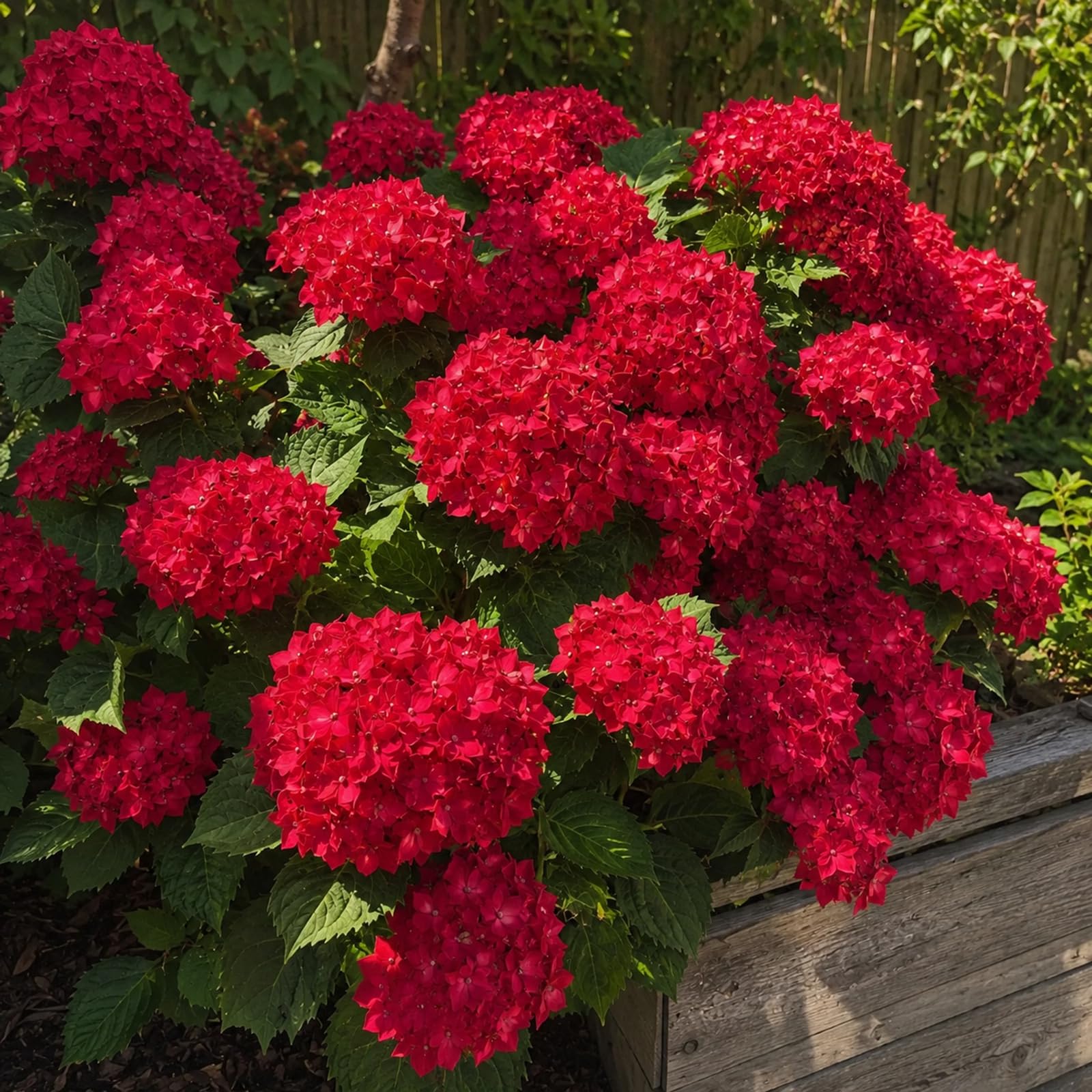 Red Hydrangea Rooted Plant – Flowering Perennial Garden Shrub, Hardy Outdoor Plant for UK Gardens, Patio Containers, Borders and Butterfly Friendly Garden Displays-2 Bulbs