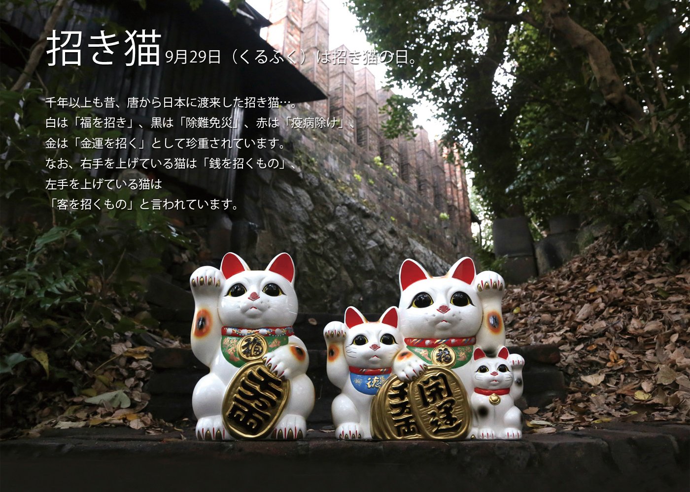 Amazon.co.jp: 8483 梅月 8号座布団付金小判招猫（左手・座布団付 