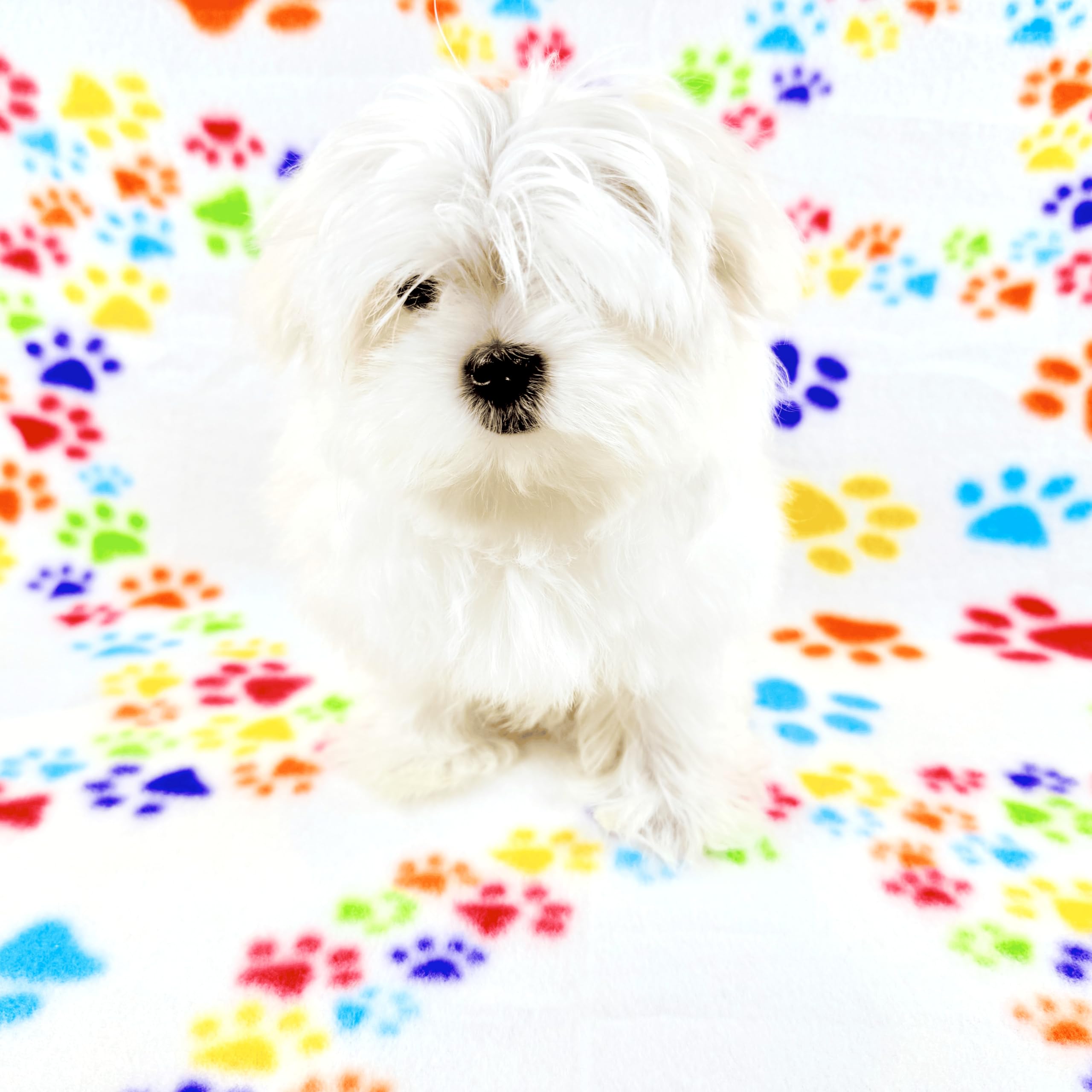 TBK Pets Double-Sided Fleece Pet Blanket, Soft Snuggle Blanket for Dogs and Cats Machine Washable (1 White, 28x24/70x60cm)