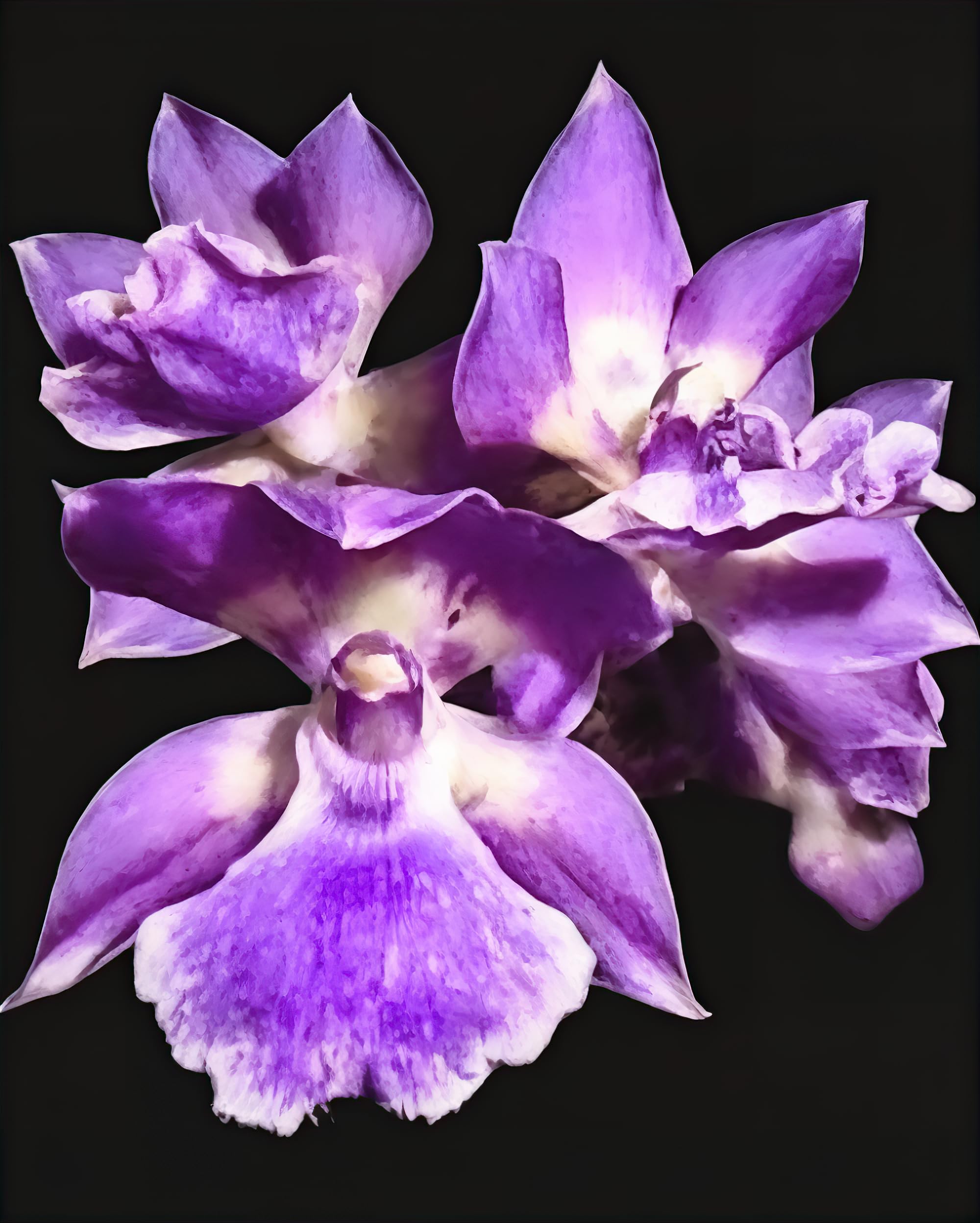 Divine BlossomsCattleya Orchid Hybrid Zygonisia Murasaki Without
