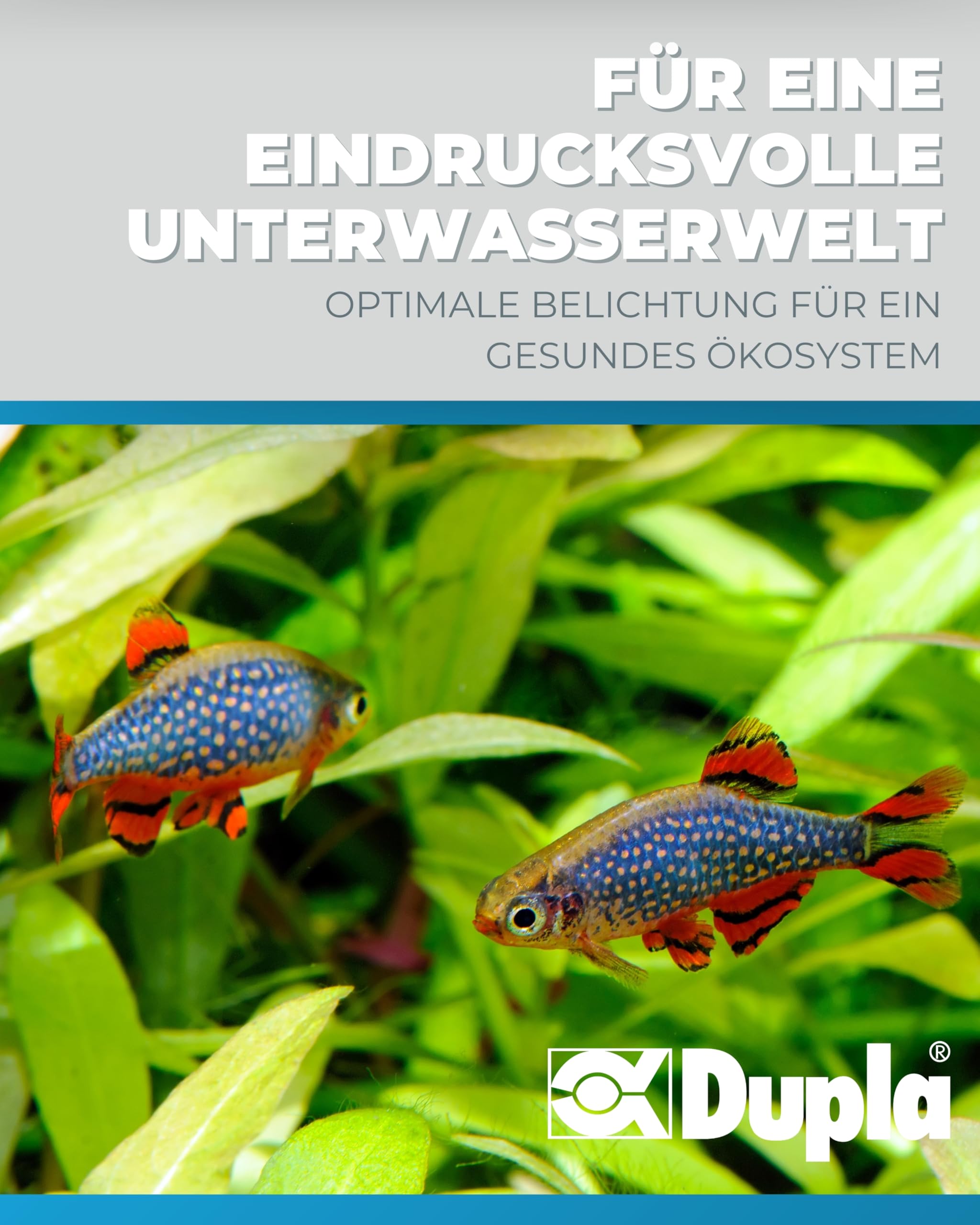 Dupla Nano Lux LED I 5 W I Dimmbare LED-Beleuchtung für Süßwasseraquarien von 15-40 Liter I Aquarium Lampe mit einstellbarer Farbtemperatur I Aquarien Licht für gesundes Pflanzenwachstum