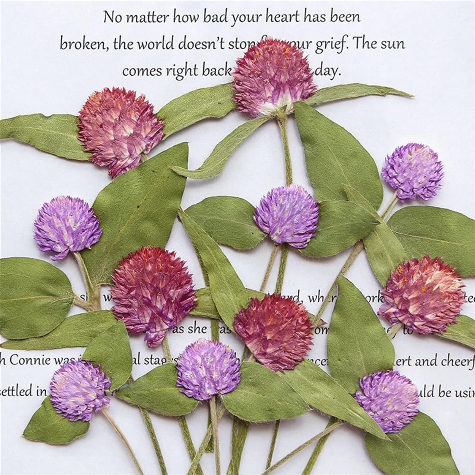 Trockenblumen 120 Stück gepresste, getrocknete Gomphrena Globosa-Blume, Herbarbelege for Epoxidschmuck, Karten, Lesezeichen, Rahmen, Telefonhülle, Gesicht, Make-up, Lampe(Red)