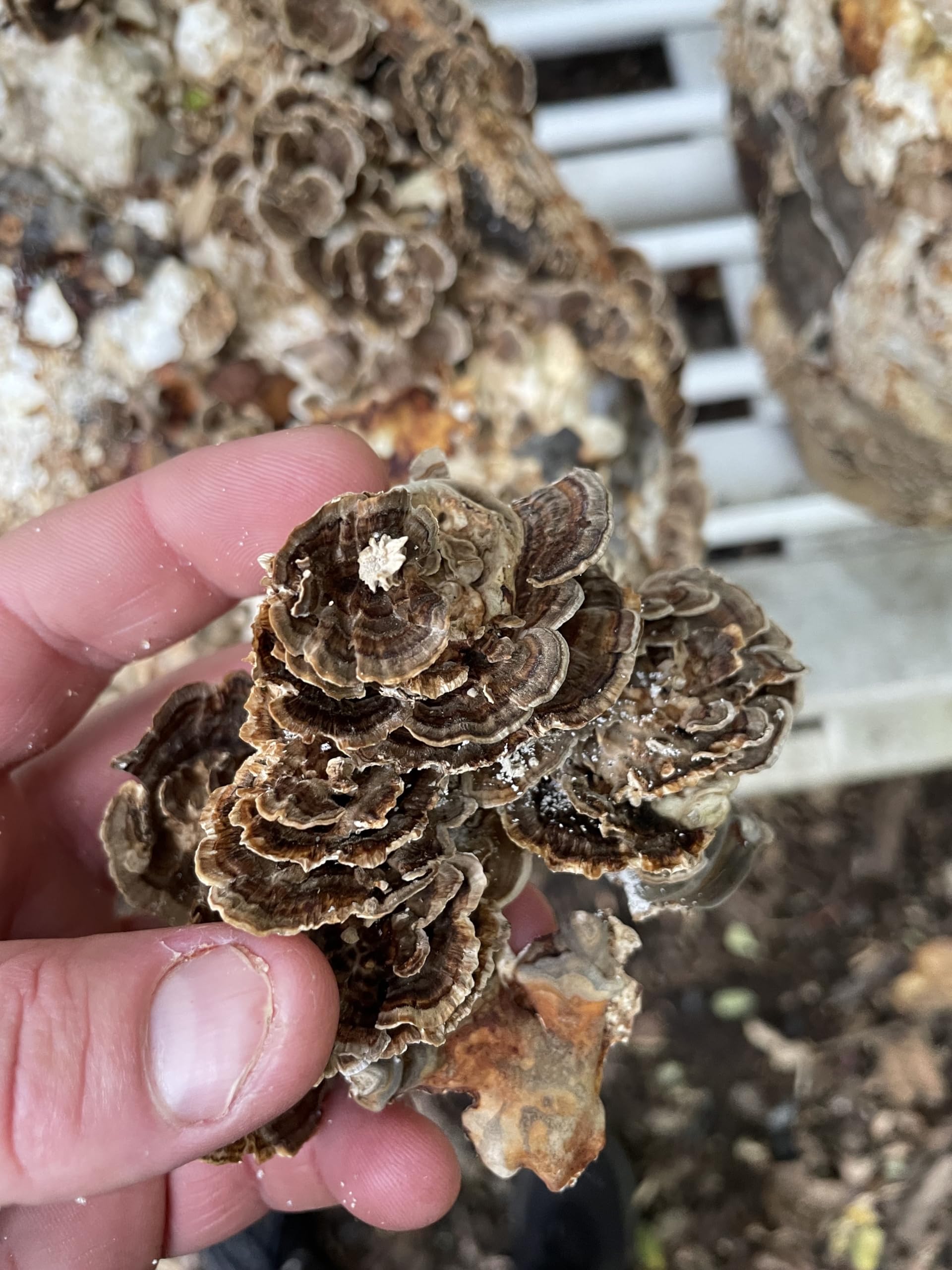 Hodgins Harvest Reishi + Turkey Tail Tincture | Made with Mushrooms Grown On Our Farm in The USA | Dual Extract | Extra-Concentrated (4 fl oz) — Amazon image 4