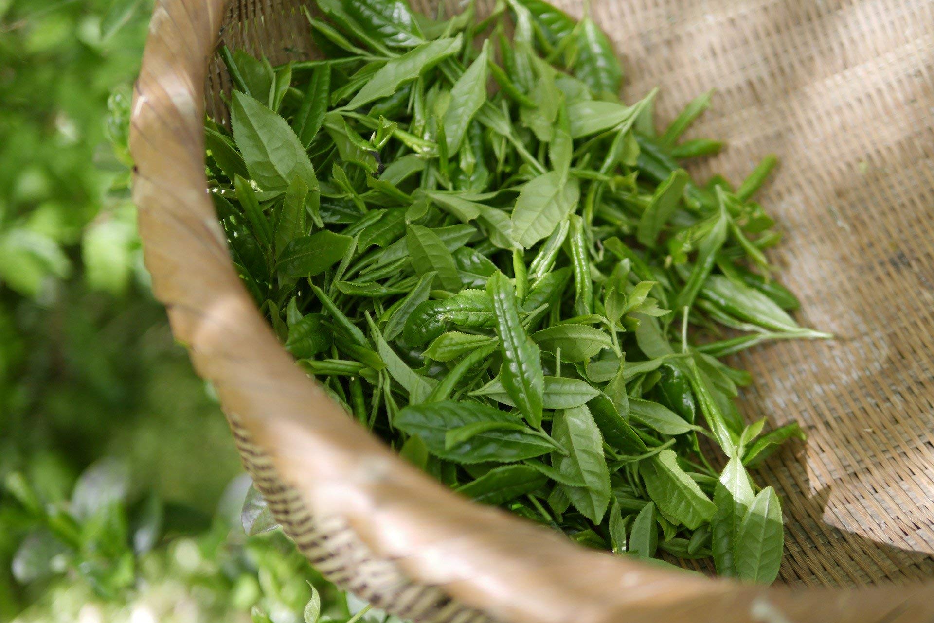 1kg - Grüner Tee - Vietnam - Tung Ting Oolong