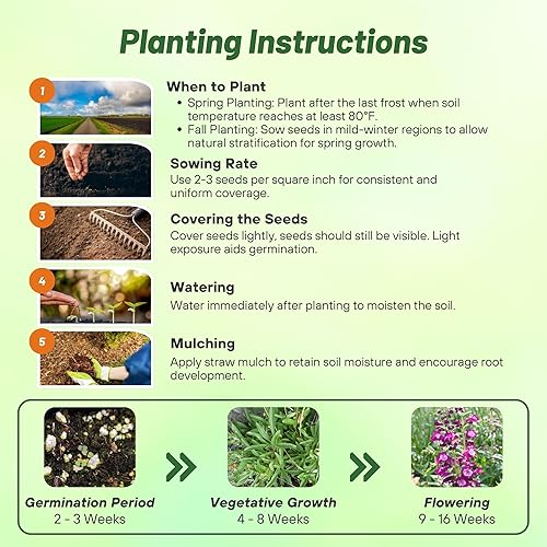 Miniatura 4 de Outsidepride Arabesque Violet Penstemon Semillas para plantar, 30 piezas de semillas de flores perennes con flores aromáticas, en forma de campana,