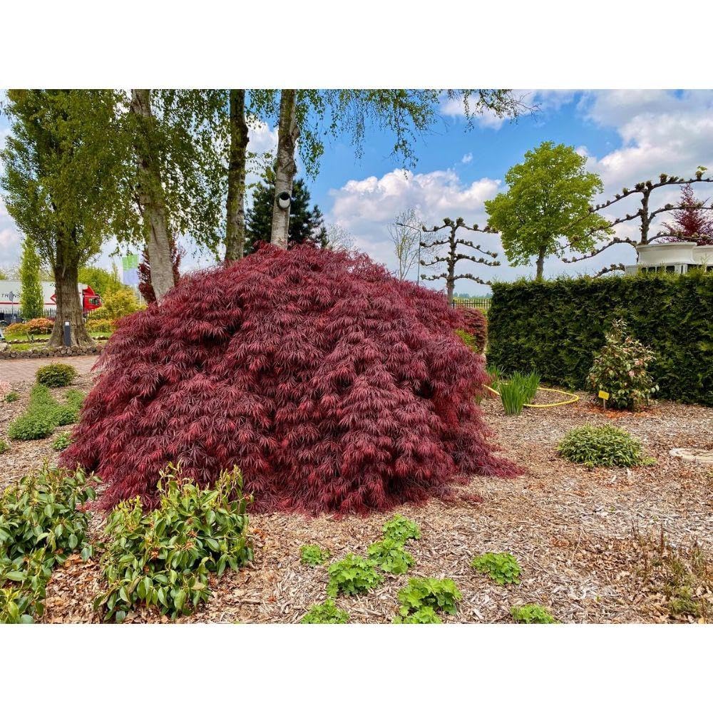 Japanischer Ahorn - Acer 'Garnet'