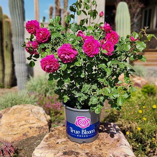Miniatura 2 de True Bloom 'True Serenity' - Rosas vivas y rosales listas para plantar, regalo de plantas de rosas para amantes de las plantas, rosas de jardín,