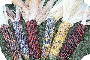 Vibrant Decorative Indian Corn: Autumn's Delight