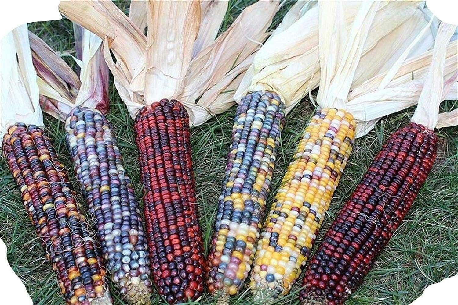 Decorative Indian Corn with Husks - 5 to 6 Ears - Multi Colored