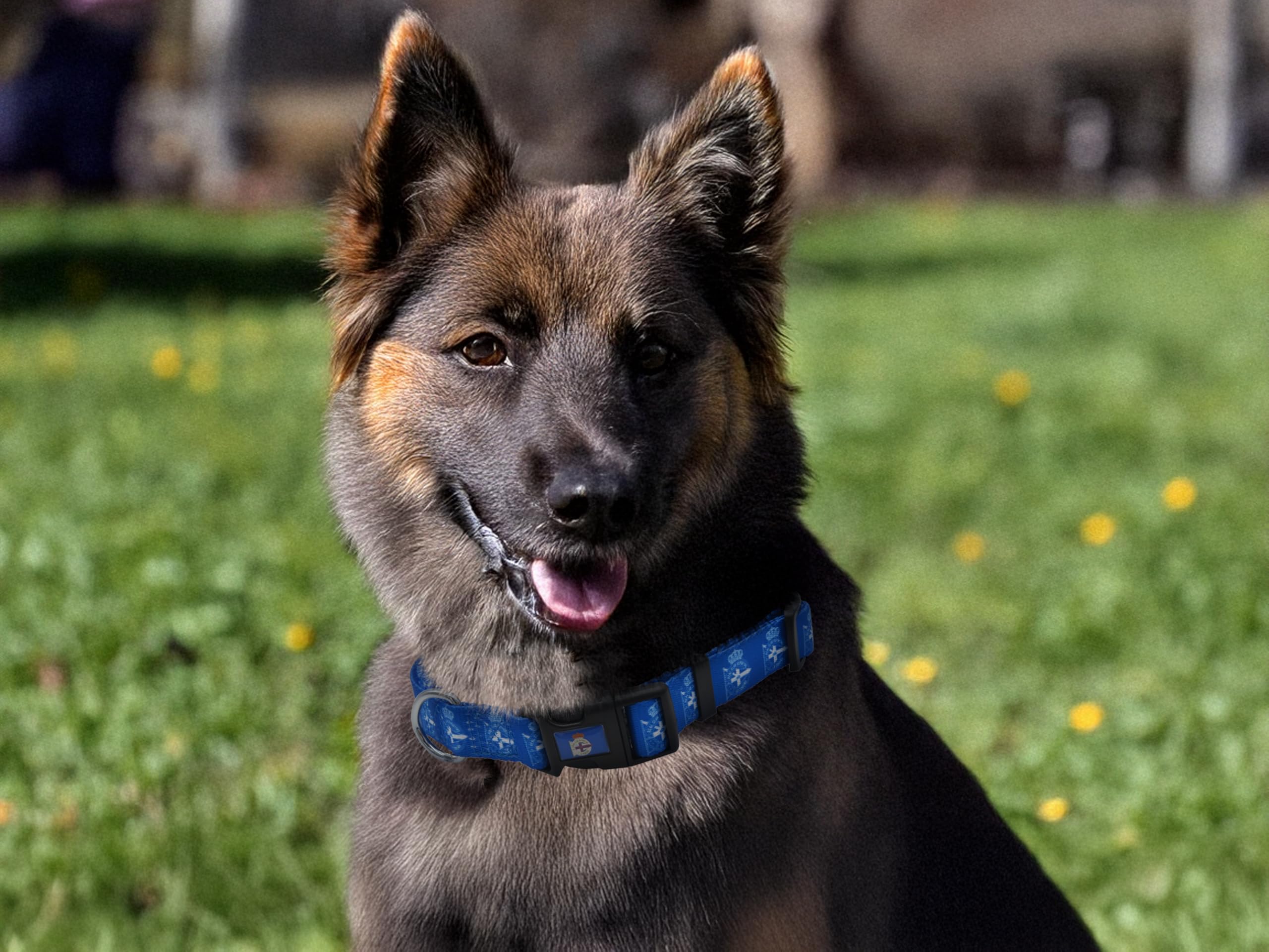 Deportivo de la Coruña Colla Accesoiros para Mascotas Talla L Azul Oficial