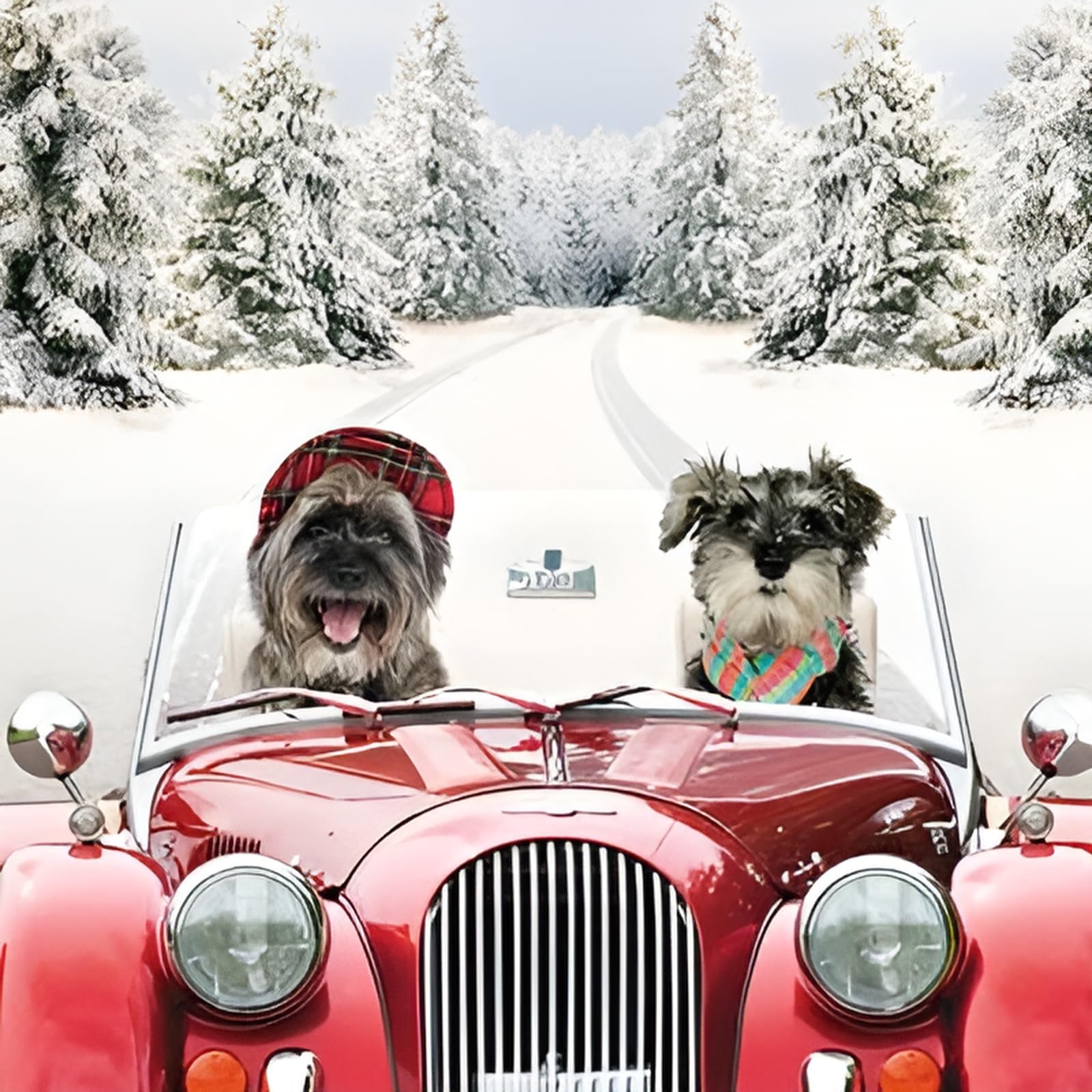 GBCC Charity Christmas Cards Pack of 6, Charity Christmas Cards with Dogs in a Classic Car Snowy Scene