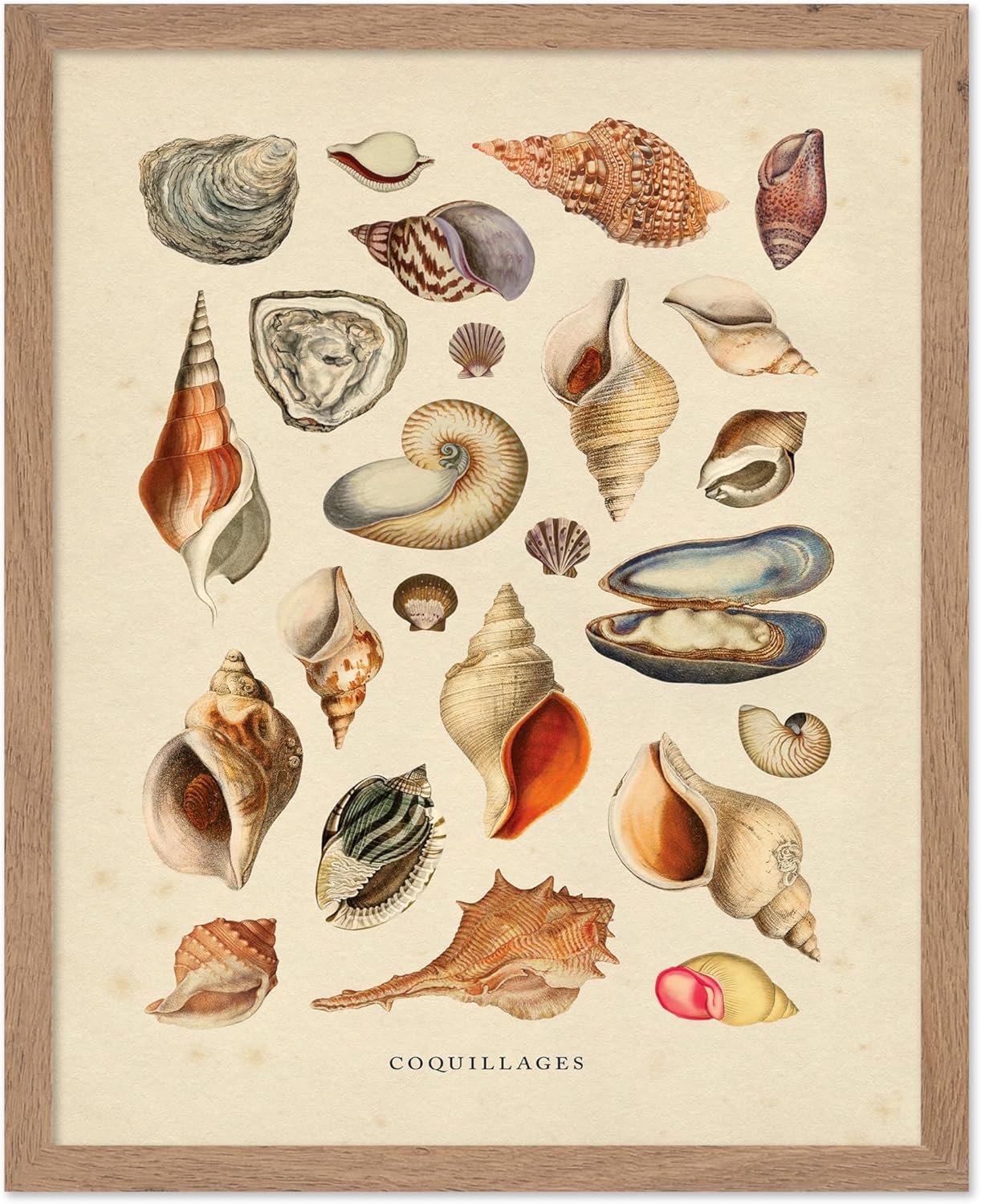 Amazon.com: Poster Master Vintage Sea Shells Print - Aquatic Poster ...