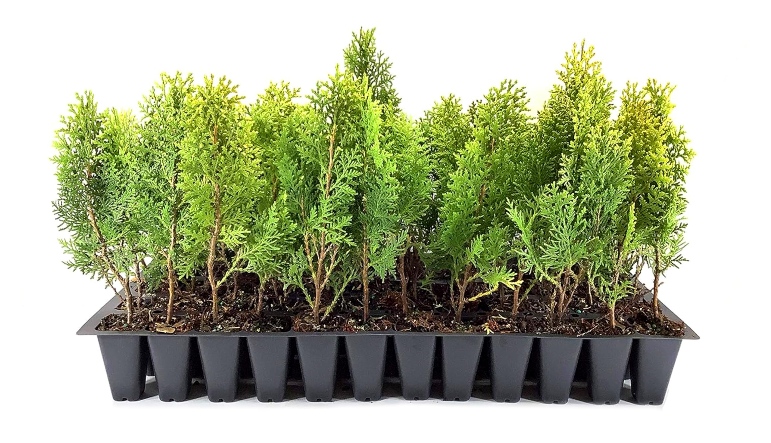 葉っぱ デラロッチャ OC 5株 Amazon.com : Berkman's Gold Arborvitae | 30 Live Plants