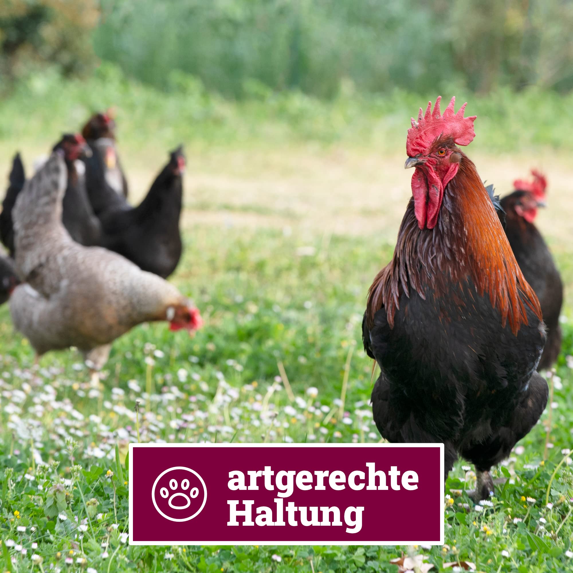 Herrmann´s Manufaktur Ziege für Sensible Hunde - Hundefutter nass mit rote Beete und Hirse - Alleinfuttermittel für Hunde - Gute Verträglichkeit - glutenfrei laktosefrei (6 x 800 g Dose)