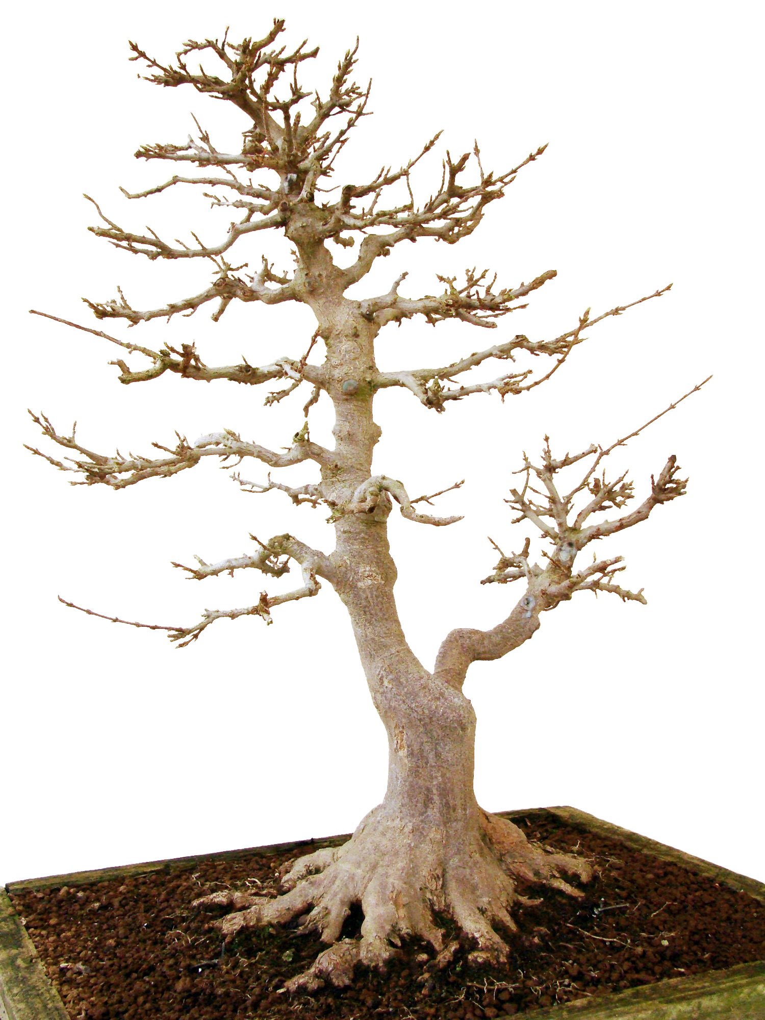 Freilandbonsai Dreispitzahorn, ca. 30 Jahre alt, ca. 63 cm hoch :  Amazon.de: Garten