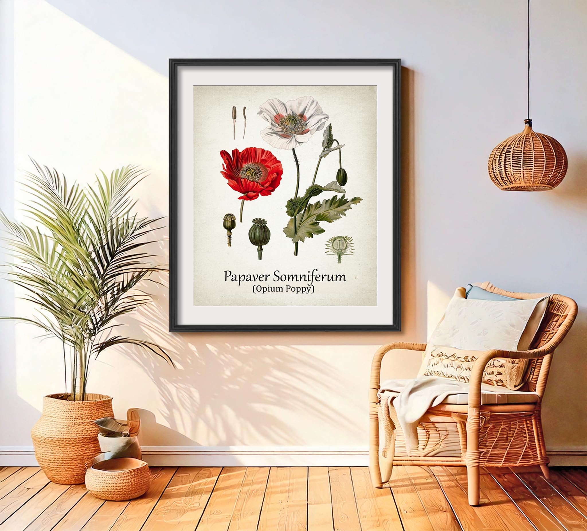 Amazon.com: Vintage Antique Opium Poppy Red Poppy Papaver