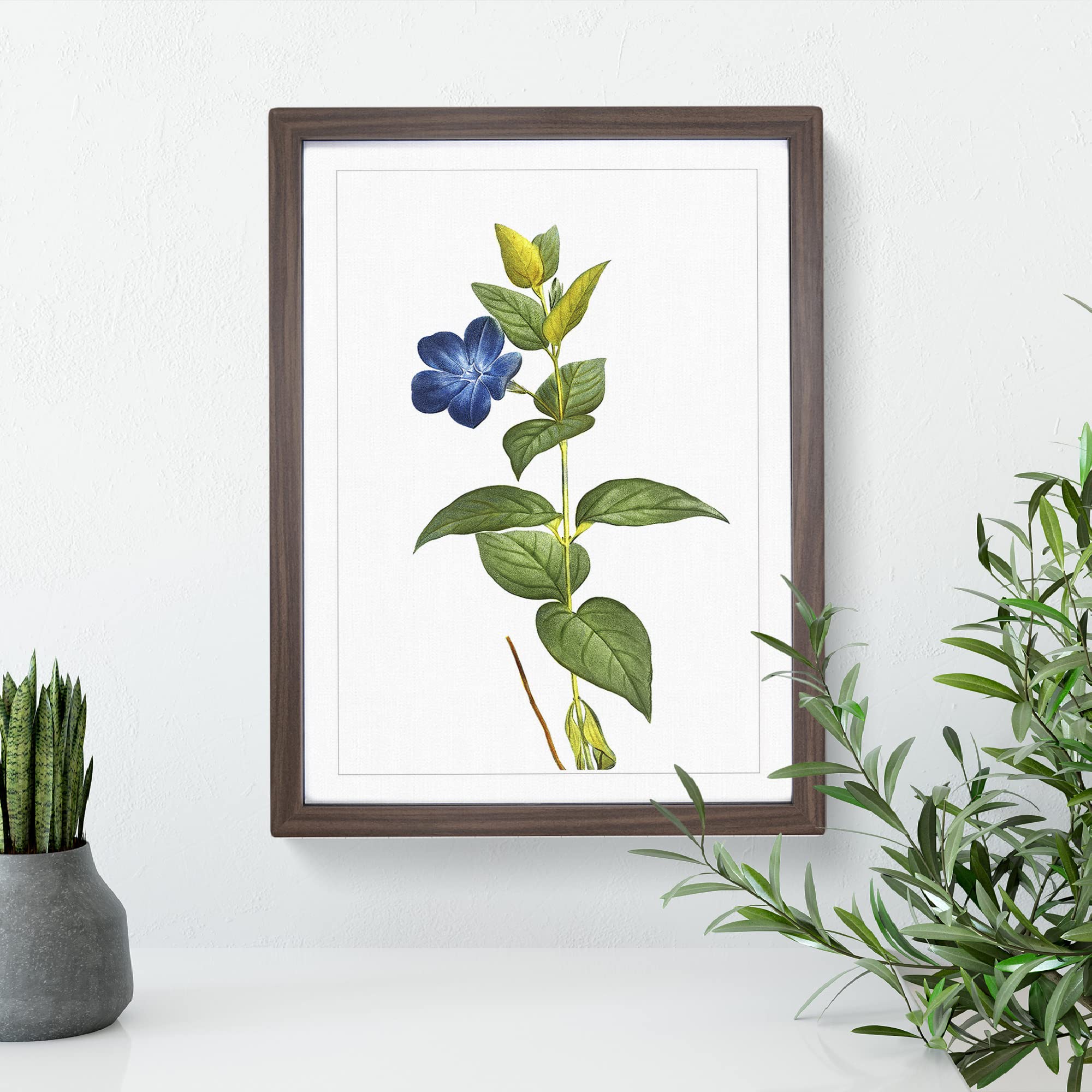 Periwinkle Blue Flowers By Pierre Joseph Redoute Vintage Framed Wall Art Print - Image 3