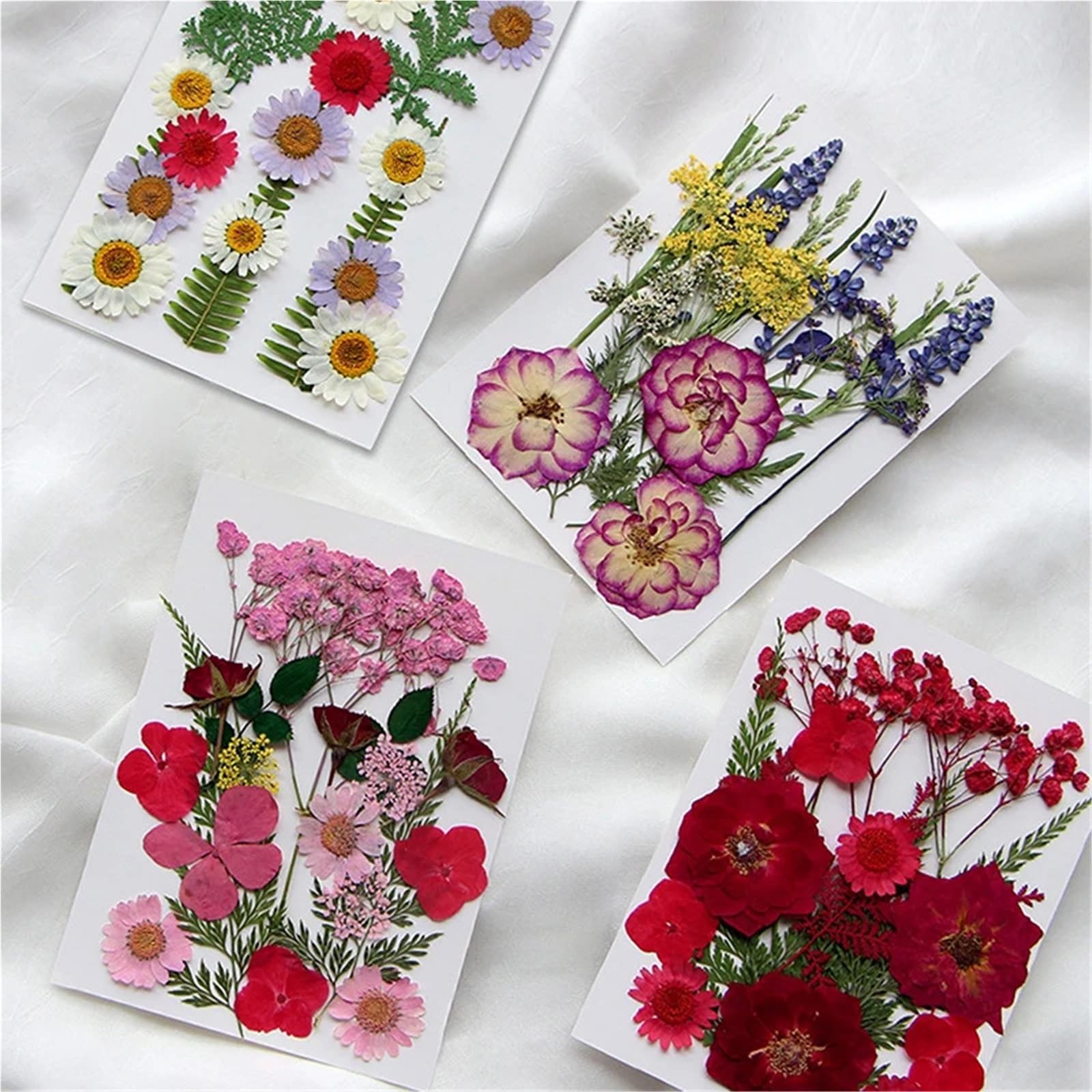Gepresste Blumen 2 Stück getrocknete Blumen, gepresste