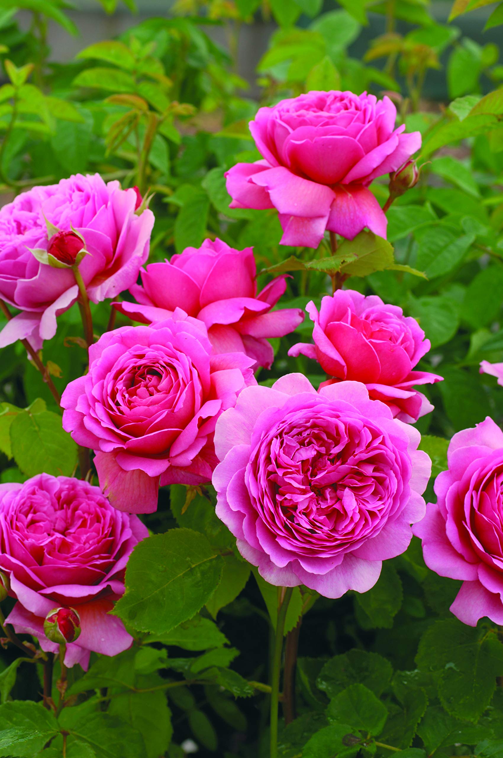 English Rose Princess Alexandra of Kent 'Order Root (R) Top