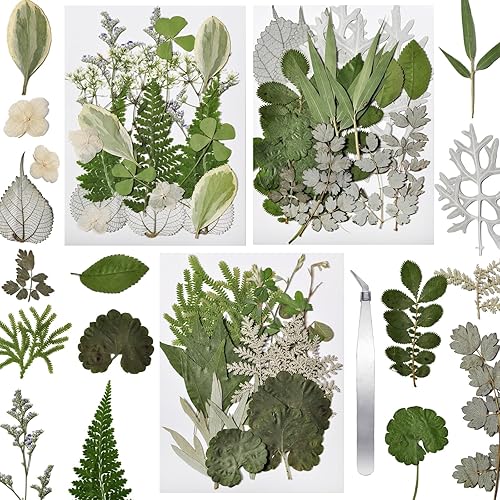 CONVELIFE Flores prensadas, 40 piezas de flores naturales reales con pinzas, flores secas para resina, bricolaje, joyería, velas, jarrón,