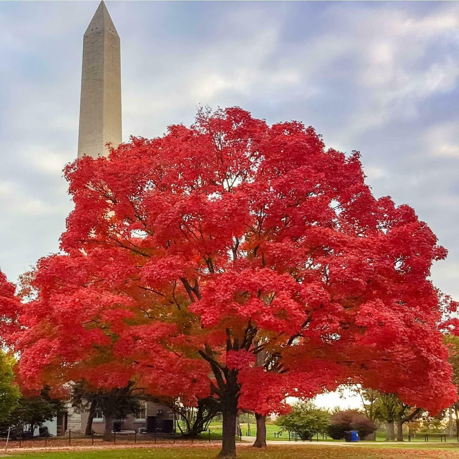 Amazon.com : Red Maple Tree - 10-16
