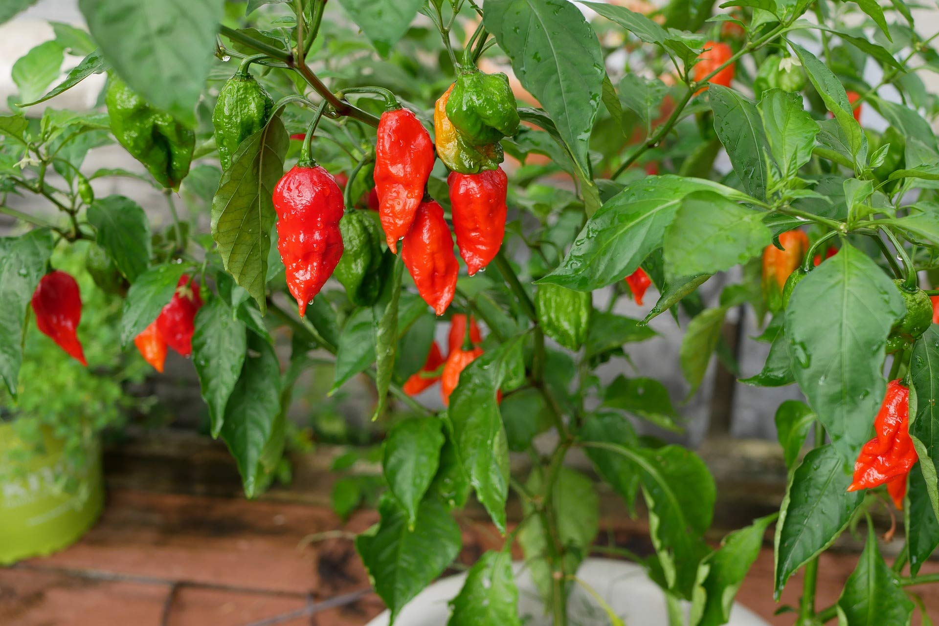 Buy Golden Hills Farm hybrid NAGA Chilli Ghost Pepper World Hottest
