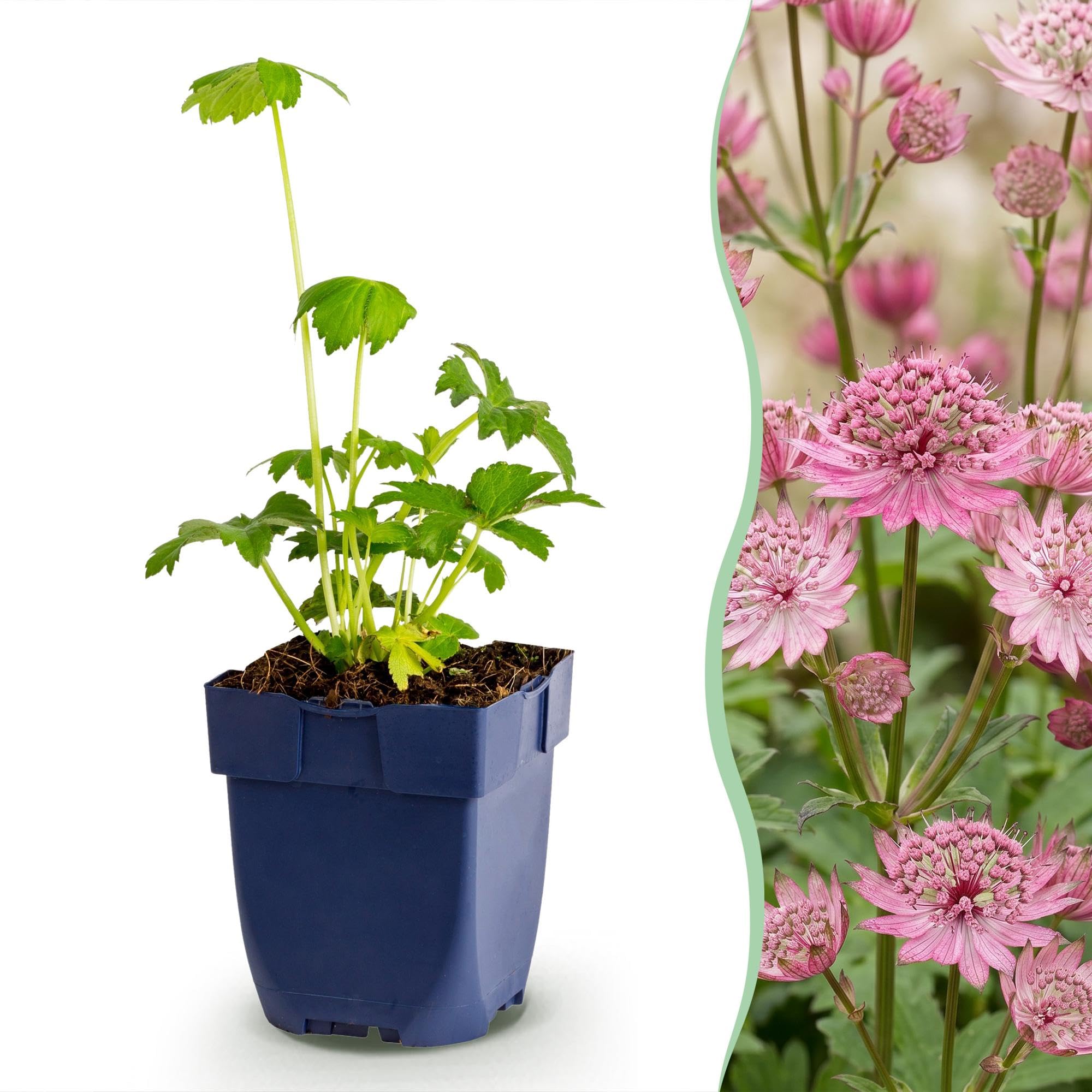 Green boutiQ - Staudenpflanze - Astrantia major - Sterneblume - Schatten - Weiß-Rosa - 12 Pflanzen - Topf 11cm - Höhe 15-25cm