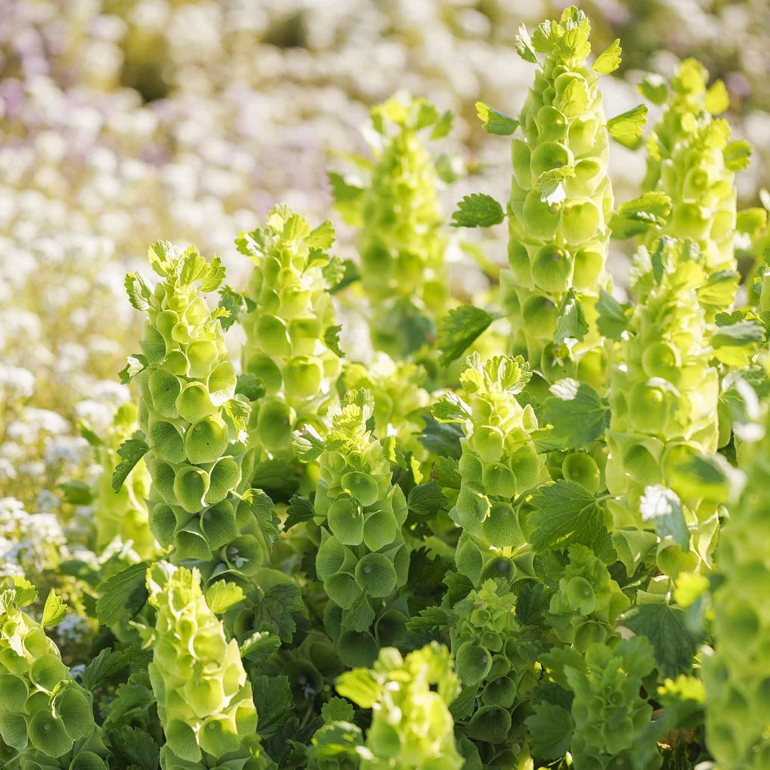Eden Brothers Bells of Ireland Seeds