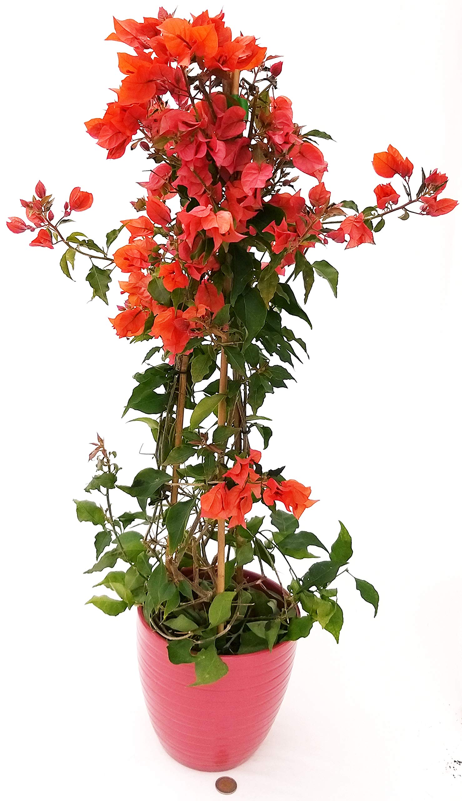POWERS TO FLOWERS - BOUGAINVILLEA ROSSA IN VASO CERAMICA ROSSO, BUGANVILLEA, pianta vera