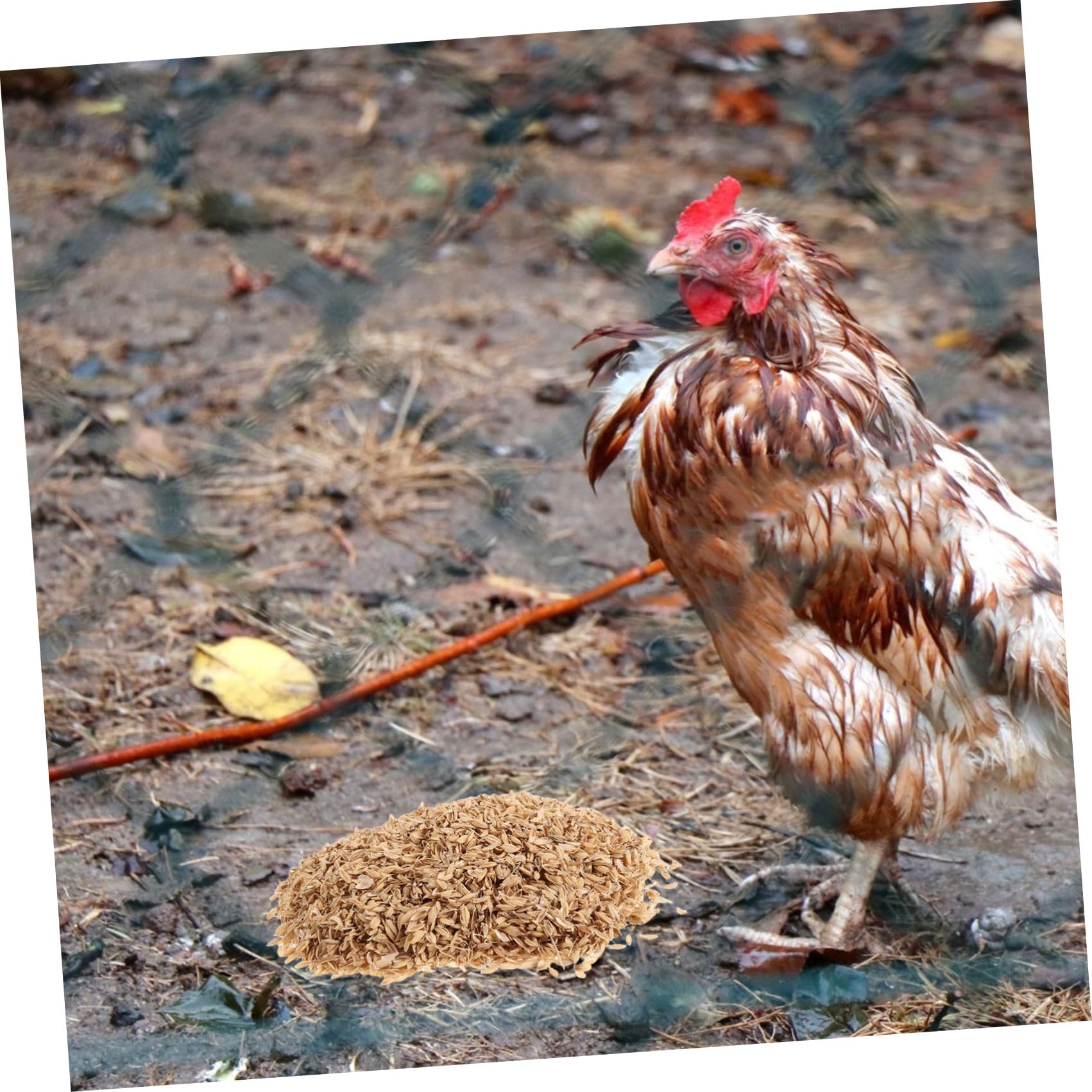 YARNOW Lettiera per Nido Pollo in Lolla di Riso Naturale 1, 5 kg | Materiale Pollaio e Piccoli Uccelli, Uso Agricolo e Miglioramento del Terreno, Formato Pratico