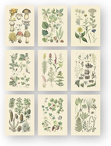 Ink Inc. - Impresiones botánicas vintage  Plantas del bosque de Ink Inc.  Arte de pared de hongos de flores silvestres, helechos y bayas  Juego de 9