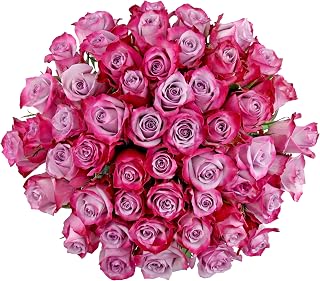 Benchmark Bouquets - 50 Stem Premium Lavender Roses (2 Bundles of 25; Vase Not Included) - Fresh Flowers for Delivery - Gift for Graduation, Birthday, Anniversary, Sympathy, Get Well, Congratulations