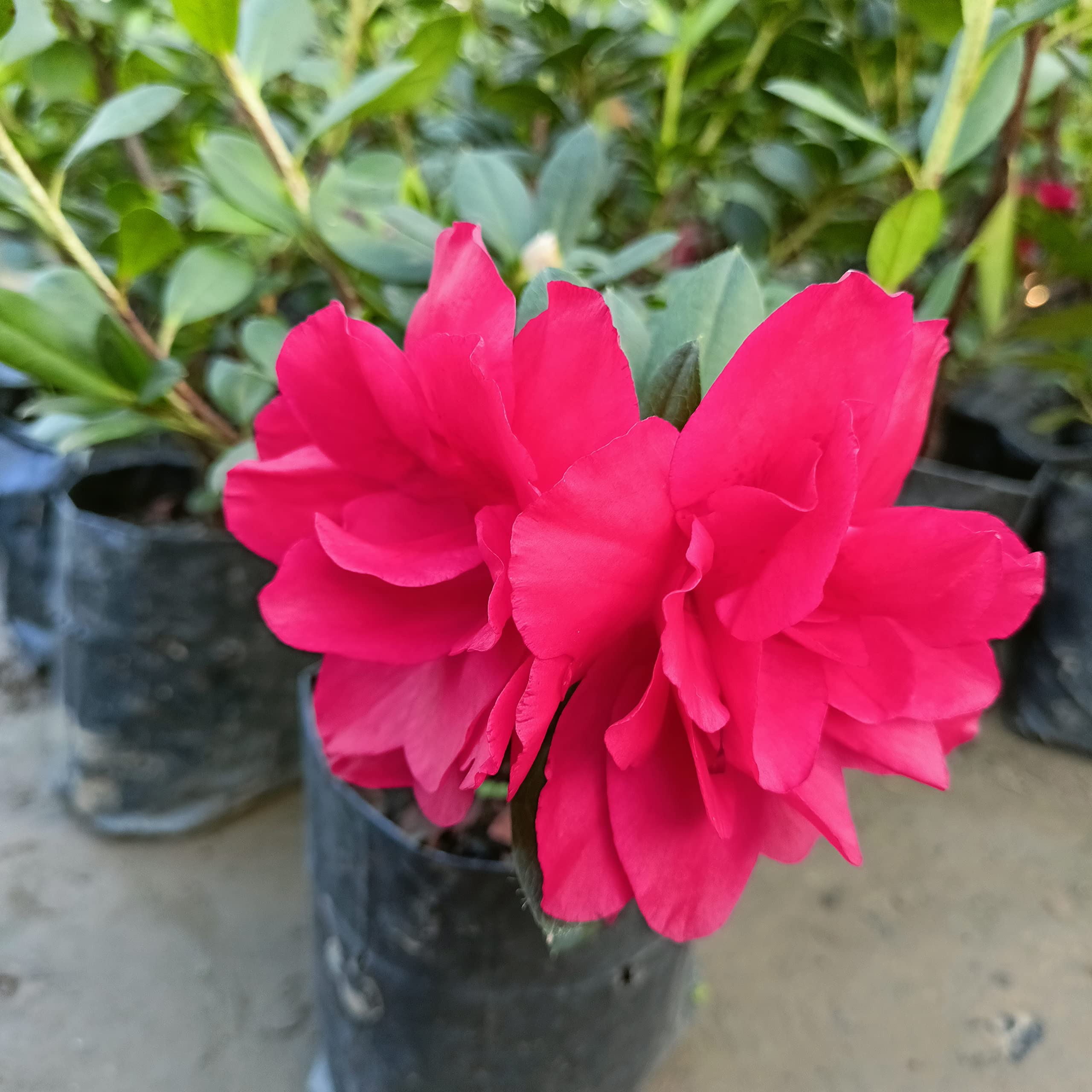 ONLINE PLANT BAZAR AZALEA FLOWER LIVE PLANT(PACK OF-1) (B0BQ7PMMFJ) Amazon Price History, Amazon Price Tracker