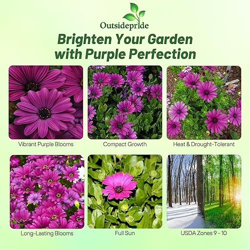 Miniatura 2 de Outsidepride 10 semillas de flores de margarita africana de Osteospermum púrpura perenne para plantar