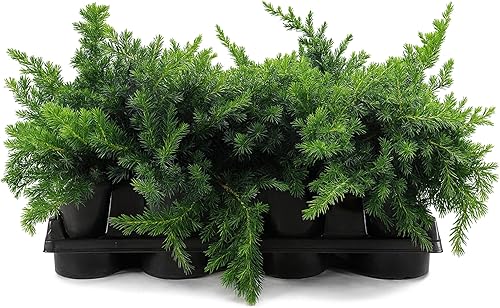 Miniatura 8 de Juniper Blue Pacific  10 plantas vivas  Tamaño de maceta de 2 pulgadas  Cubierta de suelo Evergreen 'Shore Juniper'