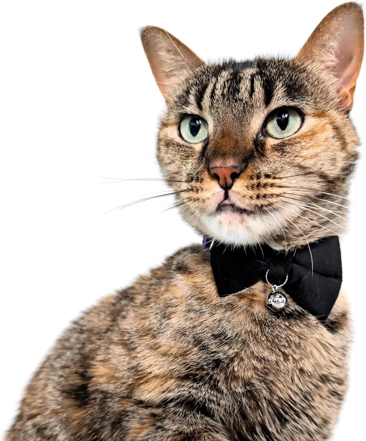 Velvet Bowtie Cat Collar with Bell – Adjustable Breakaway Black Cat Collar for Adult Cats (7–11 in)