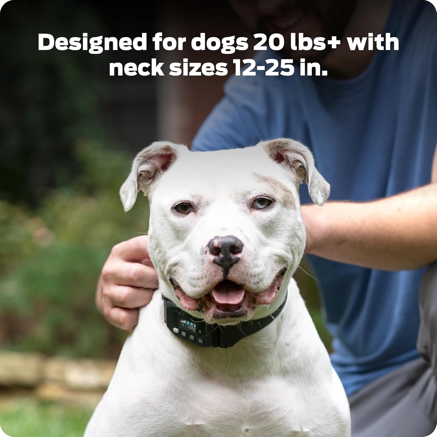 White dog wearing Premier Pet GPS Dog Fence Collar